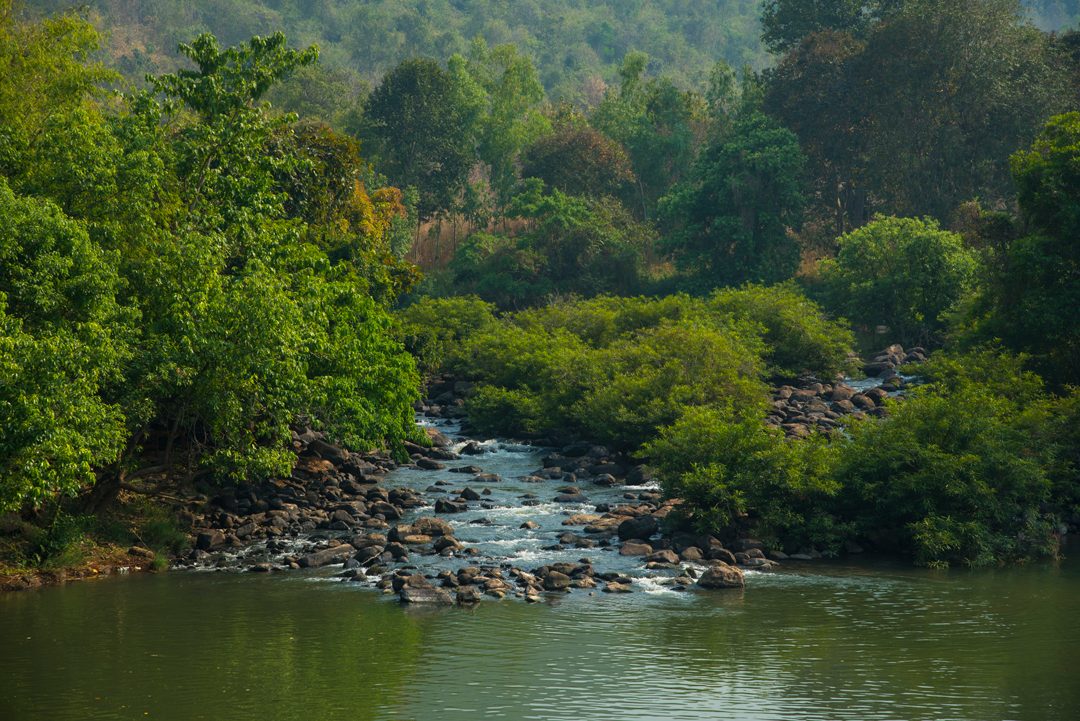 A river running through dense forest