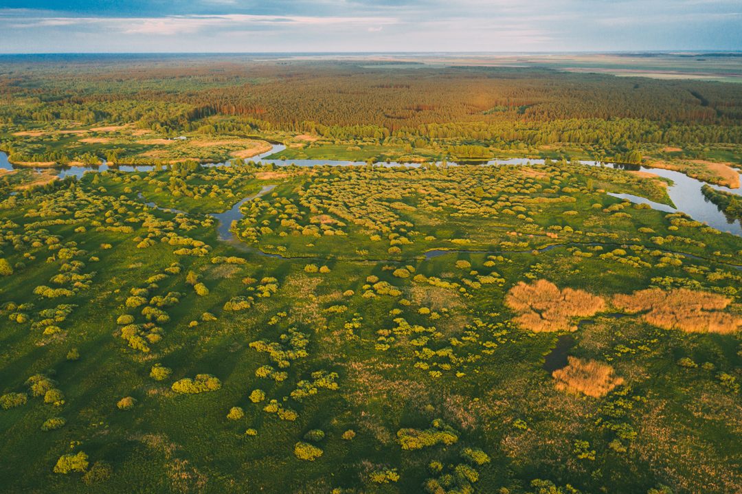Aerial view of wetlands, with many channels of water winding through green country
